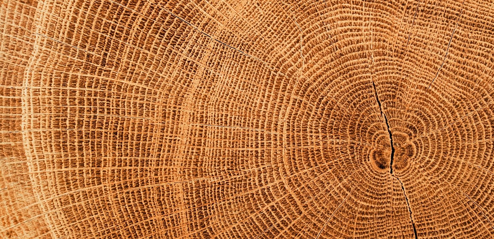 Ein Baumstamm mit Holzstruktur